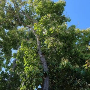 Camptotheca acuminata - Vue de l'arbre et du tronc