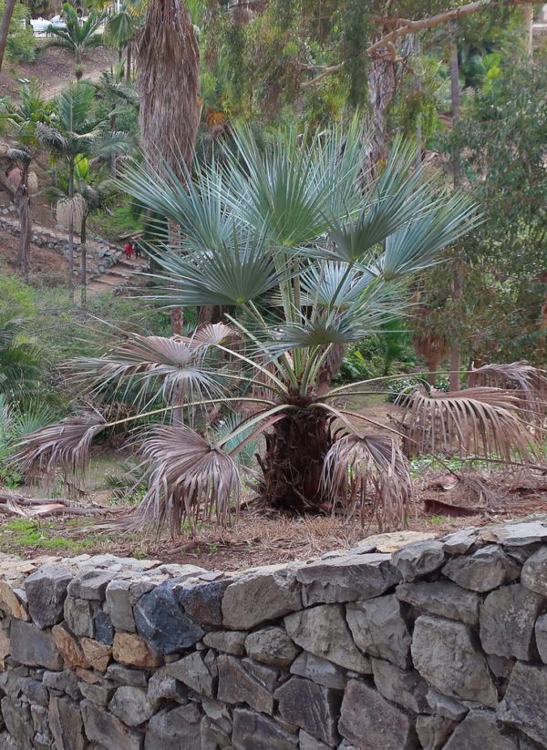 Chamaerops humilis var. cerifera - Vue du palmier au jardin