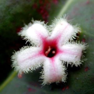 Cinchona pubescens - Détail d'une fleur