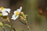 Cistus clusii - Détail d'une fleur