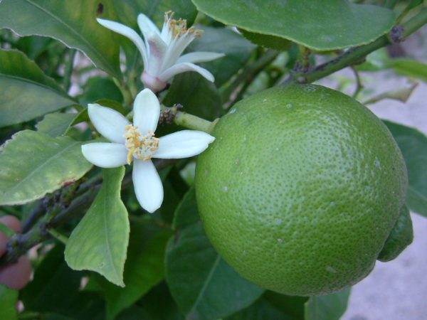 Citrus aurantifolia, fleurs et fruit du limettier