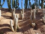 Cleistocactus strausii - Cactus cierges en milieu naturel