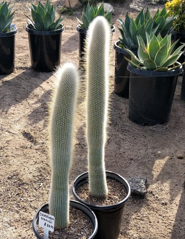 Cleistocactus strausii - Cactus cierges en pots