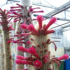 Cleistocactus strausii - Détail des fleurs