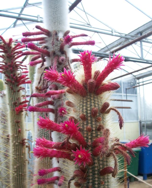 Cleistocactus strausii - Détail des fleurs