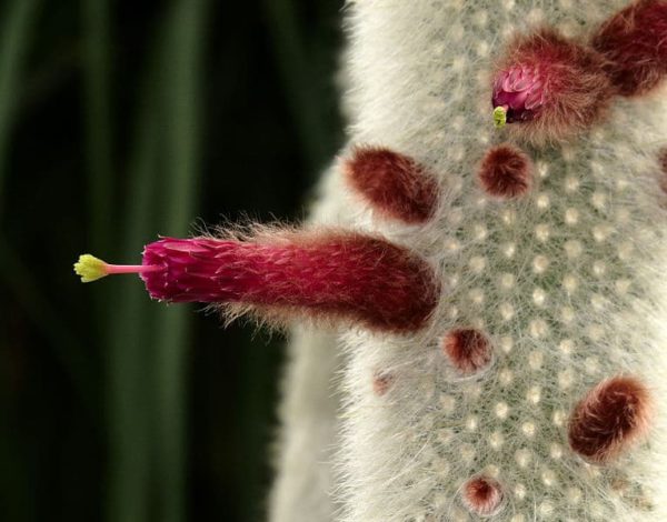 Cleistocactus strausii - Détail des inflorescences