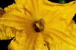 Cucurbita cordata - Détail d'une fleur mâle