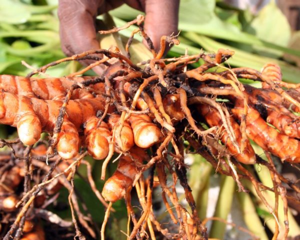 Rhizomes et plants de Curcuma longa - Safran des Indes - Boutique