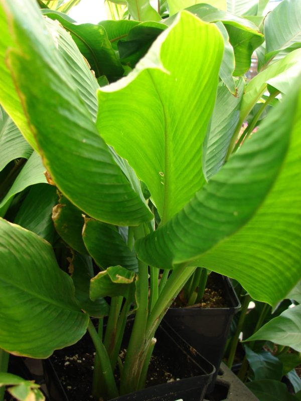 Curcuma longa - Plant de curcuma - Détail des feuilles