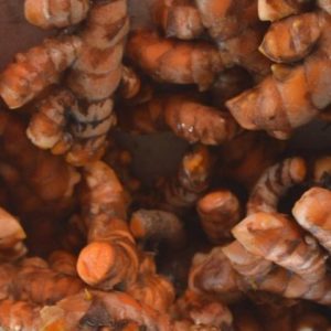 Curcuma longa - Rhizome de curcuma