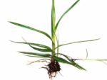Graines de Cyperus esculentus var. 'Large Black', Graines de Souchet comestible noir