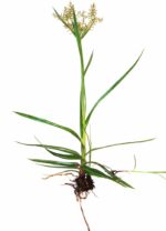 Cyperus esculentus - Souchet comestible 'Large Black' - Dessin botanique