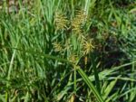 Graines de Cyperus esculentus var. 'Large Black', Graines de Souchet comestible noir