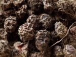 Graines de Cyperus esculentus var. 'Large Black', Graines de Souchet comestible noir