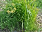 Graines de Cyperus esculentus var. 'Large Black', Graines de Souchet comestible noir