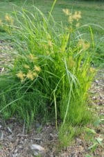 Cyperus esculentus - Souchet comestible 'Large Black' - Vue de la plante herbacée