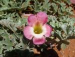 Harpagophytum procumbens - Détail d'une fleur