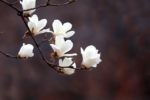 Magnolia kobus - Détail des bourgeons