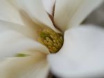 Magnolia kobus - Détail d'une fleur