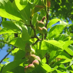 Magnolia kobus - Feuillage et fruits
