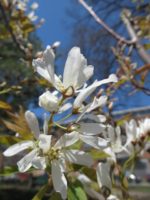 Magnolia kobus - Magniolia de Kobé ou magniolia japonais