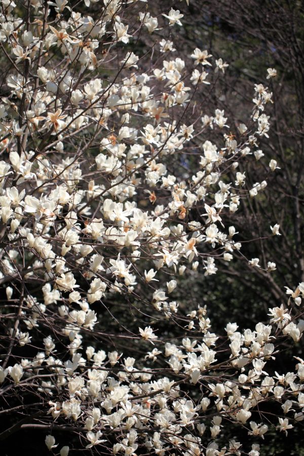 Magnolia kobus - Vue de l'arbre