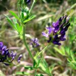 Graines de Medicago sativa, graines de Luzerne