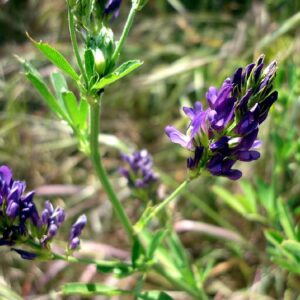 Graines de Medicago sativa, graines de Luzerne