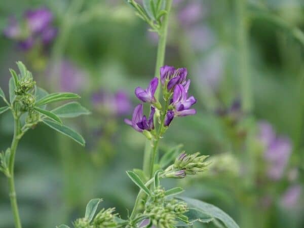 Medicago sativa - Floraison et feuillage d'alfalfa