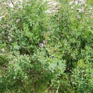 Graines de Medicago sativa, graines de Luzerne