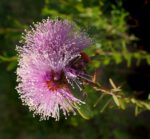 Melaleuca squamea - Détail d'une fleur de cajeputier squameux