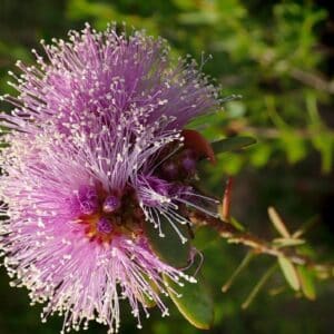 Melaleuca squamea - Détail d'une fleur de cajeputier squameux
