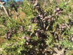 Melaleuca squamea - Feuillage du cajeputier squameux