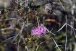 Melaleuca squamea - Tiges, feuilles, bourgeons et fleurs de cajeputier squameux