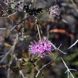 Melaleuca squamea - Tiges, feuilles, bourgeons et fleurs de cajeputier squameux