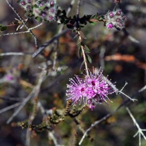 Melaleuca squamea - Tiges, feuilles, bourgeons et fleurs de cajeputier squameux