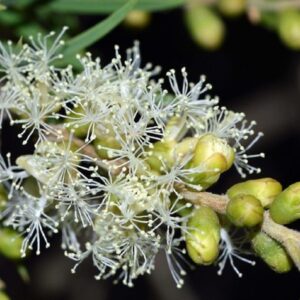 Graines de Melaleuca squarrosa, graines de Melaleuca parfumé
