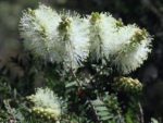 Melaleuca squarrosa - Inflorescences terminales