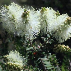 Graines de Melaleuca squarrosa, graines de Melaleuca parfumé