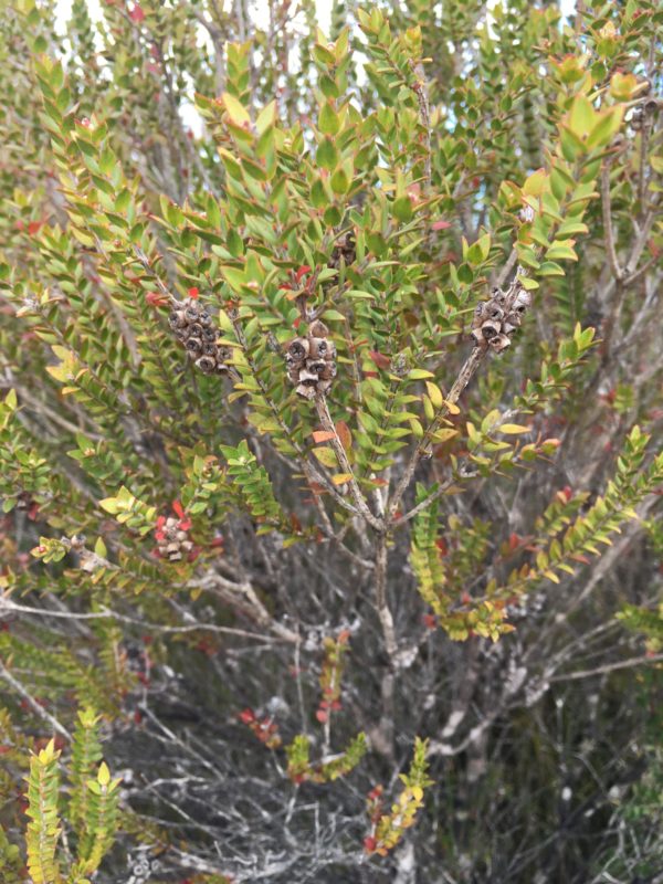 Melaleuca squarrosa - Vue de l'arbuste