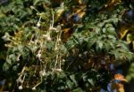 Millingtonia hortensis ou Arbre à jasmin - Fleurs et feuilles