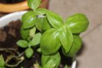 Ocimum basilicum 'Grand Vert' - Basilic grand vert en pot