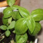 Ocimum basilicum 'Grand Vert' - Basilic grand vert en pot