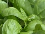 Ocimum basilicum 'Grand Vert' - Détail des feuilles de basilic grand vert