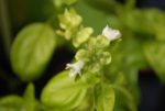 Ocimum basilicum 'Grand Vert' - Fleurs de basilic grand vert