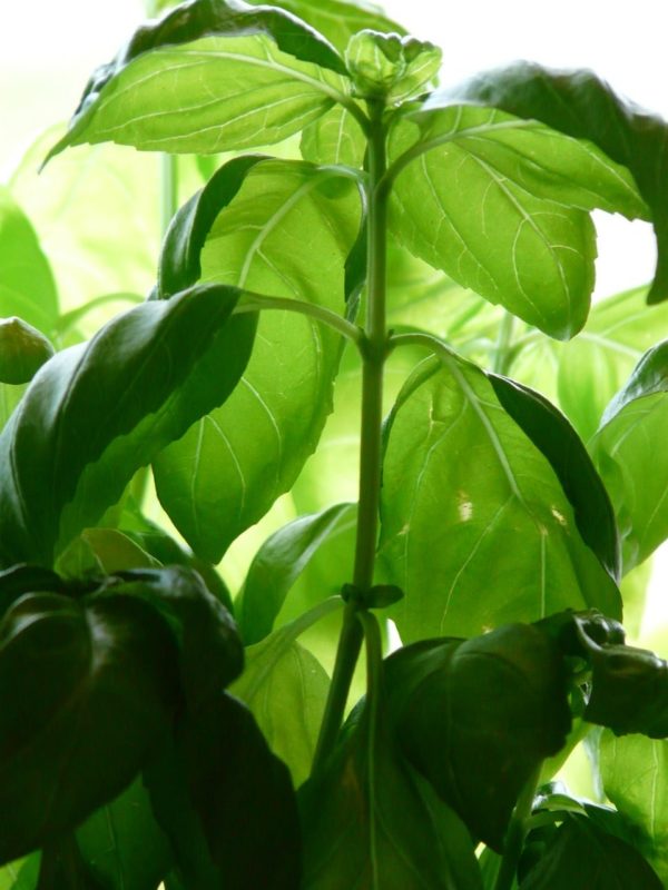 Ocimum basilicum 'Grand Vert' - Plant de basilic grand vert
