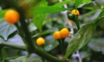 Piments Aji Charapita, fruits de Capsicum chinense