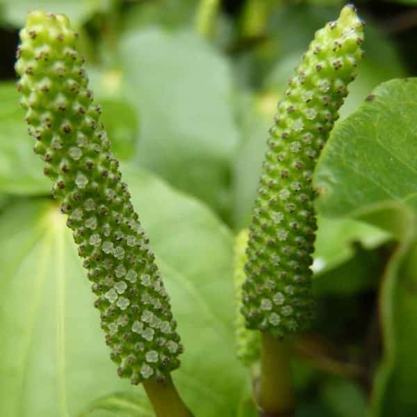 Piper excelsum - Epis de fleurs