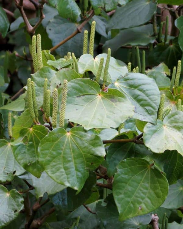 Piper excelsum - Feuilles et épis de Kawakawa