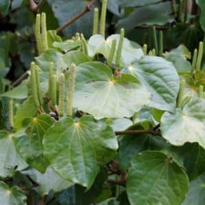 Piper excelsum - Feuilles et épis de Kawakawa
